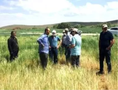 Kulu'da ekili alanlarda cüce virüs hastalığı şüphesi