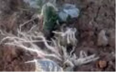Mayıs ayında 'Don' zarara yol açtı Mayıs ayında 'Don' zarara yol açtı