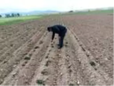 Mayıs ayında 'Don' zarara yol açtı Mayıs ayında 'Don' zarara yol açtı