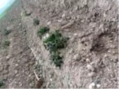 Mayıs ayında 'Don' zarara yol açtı Mayıs ayında 'Don' zarara yol açtı
