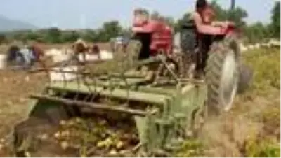 MUĞLA DATÇA'DA MEVSİMİN SON PATATES HASADI YAPILDI MUĞLA DATÇA'DA MEVSİMİN SON PATATES HASADI YAPILDI