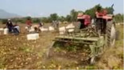 MUĞLA DATÇA'DA MEVSİMİN SON PATATES HASADI YAPILDI MUĞLA DATÇA'DA MEVSİMİN SON PATATES HASADI YAPILDI