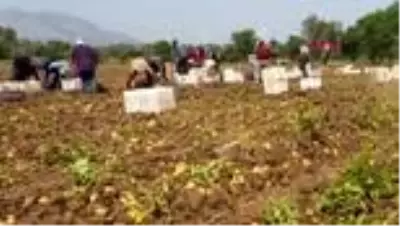 MUĞLA DATÇA'DA MEVSİMİN SON PATATES HASADI YAPILDI MUĞLA DATÇA'DA MEVSİMİN SON PATATES HASADI YAPILDI