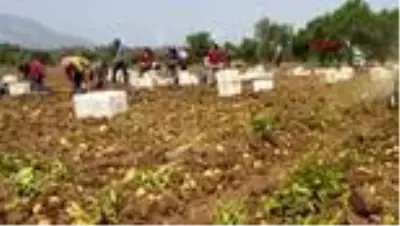 MUĞLA DATÇA'DA MEVSİMİN SON PATATES HASADI YAPILDI MUĞLA DATÇA'DA MEVSİMİN SON PATATES HASADI YAPILDI