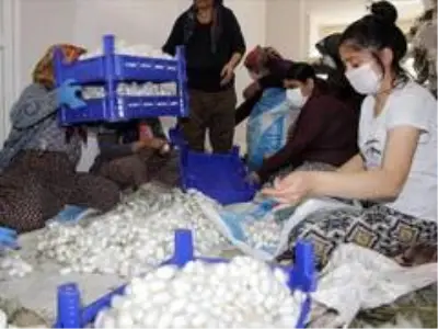Ödemiş'te ipek böcekçiliği hasadı zamanı Ödemiş'te ipek böcekçiliği hasadı zamanı