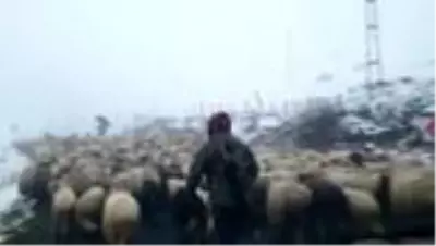 Ordu'nun yüksek kesimleri beyaza büründü Ordu'nun yüksek kesimleri beyaza büründü