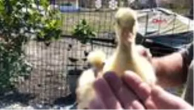 ORDU ÖLEN KÖPEĞİNİ YAPTIRDIĞI MEZARINDA ANIYOR ORDU ÖLEN KÖPEĞİNİ YAPTIRDIĞI MEZARINDA ANIYOR