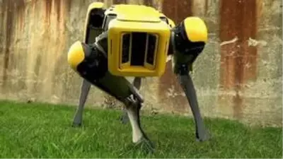 Robot Köpek Spot Çoban Olarak Karşımıza Çıktı! Robot Köpek Spot Çoban Olarak Karşımıza Çıktı!