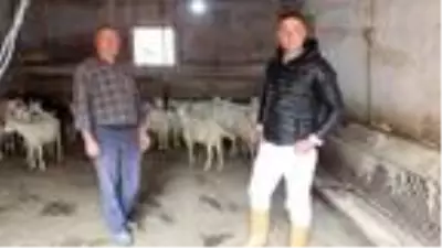 Saanen keçisine talep arttı Saanen keçisine talep arttı