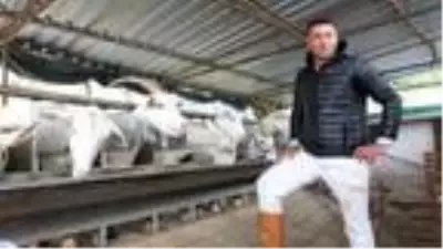Saanen keçisine talep arttı Saanen keçisine talep arttı