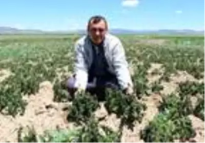 Sandıklı'da patates ve sebze fidelerini soğuk vurdu Sandıklı'da patates ve sebze fidelerini soğuk vurdu