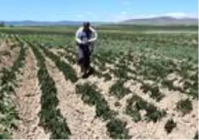 Sandıklı'da patates ve sebze fidelerini soğuk vurdu Sandıklı'da patates ve sebze fidelerini soğuk vurdu