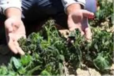 Sandıklı'da patates ve sebze fidelerini soğuk vurdu Sandıklı'da patates ve sebze fidelerini soğuk vurdu