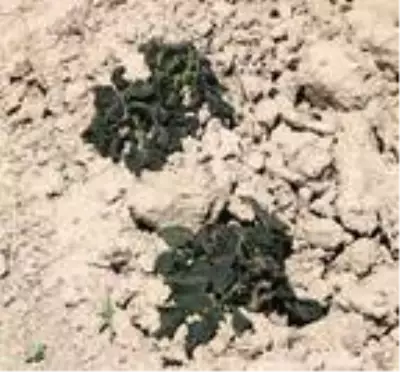 Sandıklı'da patates ve sebze fidelerini soğuk vurdu Sandıklı'da patates ve sebze fidelerini soğuk vurdu