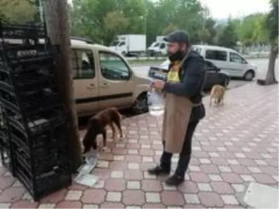 Sokağa çıkma yasağında sokak hayvanlarını unutmadı Sokağa çıkma yasağında sokak hayvanlarını unutmadı