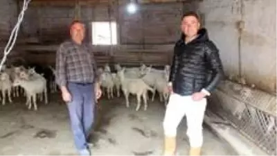 Süt fiyatlarının yükselmesi Saanen keçisine olan talebi arttırdı Süt fiyatlarının yükselmesi Saanen keçisine olan talebi arttırdı