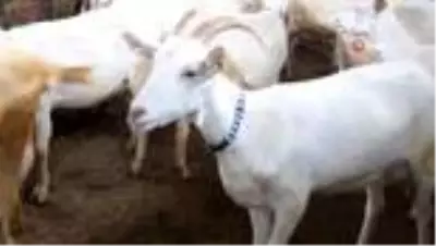 Keçilerini Saanen ırkıyla melezleyen besici, süt verimini 2 kat artırdı Keçilerini Saanen ırkıyla melezleyen besici, süt verimini 2 kat artırdı