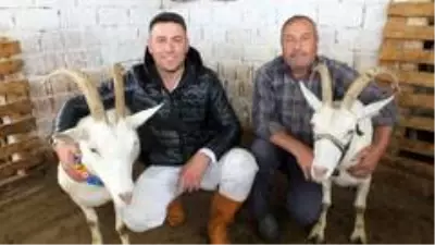 Süt fiyatlarının yükselmesi Saanen keçisine olan talebi arttırdı Süt fiyatlarının yükselmesi Saanen keçisine olan talebi arttırdı
