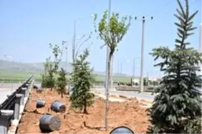Tatvan'da 250 ağaç toprakla buluştu Tatvan'da 250 ağaç toprakla buluştu