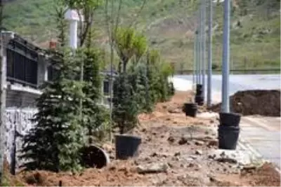 Tatvan'da 250 ağaç toprakla buluştu Tatvan'da 250 ağaç toprakla buluştu