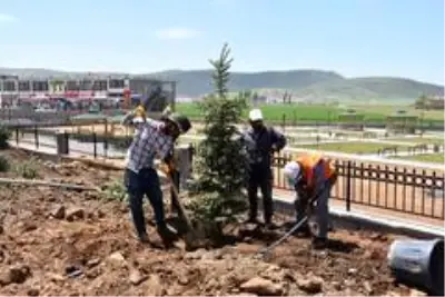 Tatvan'da 250 ağaç toprakla buluştu Tatvan'da 250 ağaç toprakla buluştu