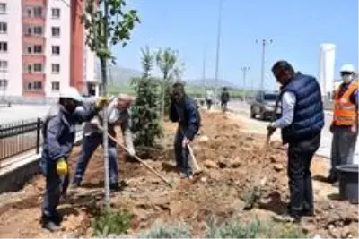 Tatvan'da 250 ağaç toprakla buluştu Tatvan'da 250 ağaç toprakla buluştu