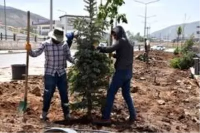 Tatvan'da 250 ağaç toprakla buluştu Tatvan'da 250 ağaç toprakla buluştu