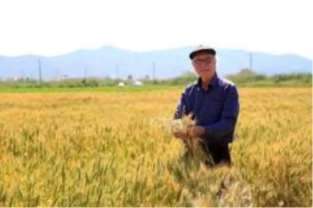 TMO, Milas'ta buğday ve arpa alımına başladı