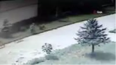 Yaban keçileri, bu kez kurumların bahçesine kadar geldi Yaban keçileri, bu kez kurumların bahçesine kadar geldi