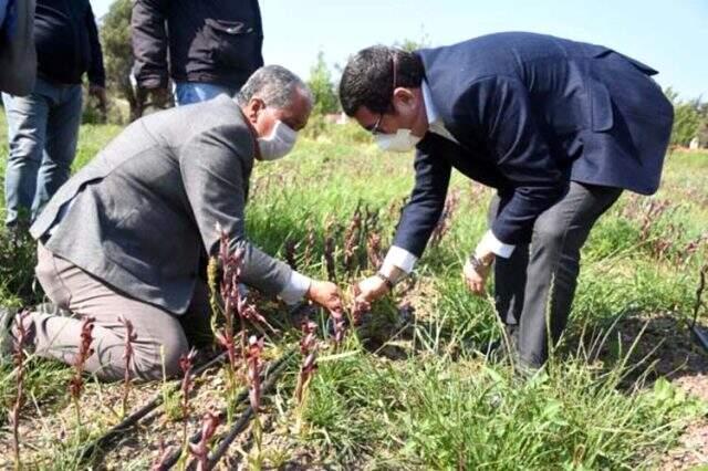 Yöre halkının geçim kaynağı oldu! Kilosu 350 liradan siparişlere yetişemiyorlar Yöre halkının geçim kaynağı oldu! Kilosu 350 liradan siparişlere yetişemiyorlar