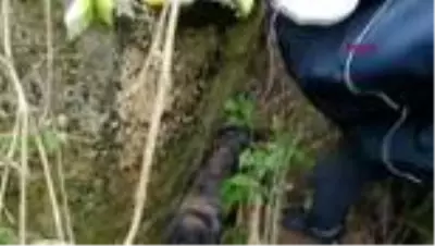 ZONGULDAK Yamaçtan düşen köpeği itfaiye kurtardı ZONGULDAK Yamaçtan düşen köpeği itfaiye kurtardı
