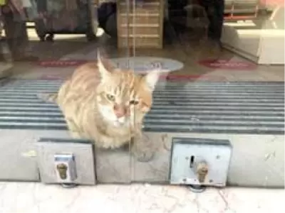 2 gündür mağazada mahsur kalan kedi kurtarıldı 2 gündür mağazada mahsur kalan kedi kurtarıldı