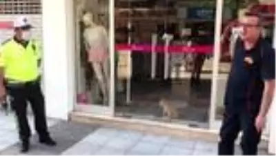 2 gündür mağazada mahsur kalan kedi kurtarıldı