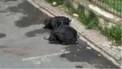 50 yaşındaki vatandaş, 13 katlı binadan atlayarak yaşamına son verdi 50 yaşındaki vatandaş, 13 katlı binadan atlayarak yaşamına son verdi