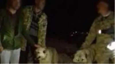 Adıyaman'da 4 kişi, koruma altındaki sırtlanı 2 köpeğe parçalatıp tüfekle öldürdü Adıyaman'da 4 kişi, koruma altındaki sırtlanı 2 köpeğe parçalatıp tüfekle öldürdü