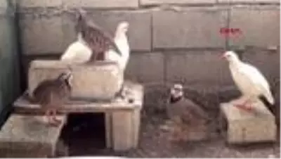 ADIYAMAN DOĞA DOSTU MUHTAR YETİŞTİRDİĞİ KEKLİKLERİ DOĞAYA SALIYOR ADIYAMAN DOĞA DOSTU MUHTAR YETİŞTİRDİĞİ KEKLİKLERİ DOĞAYA SALIYOR