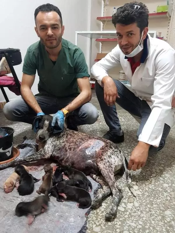 Bayramda 8 yavru doğuran köpeğe �Şeker� adı verildi Haber