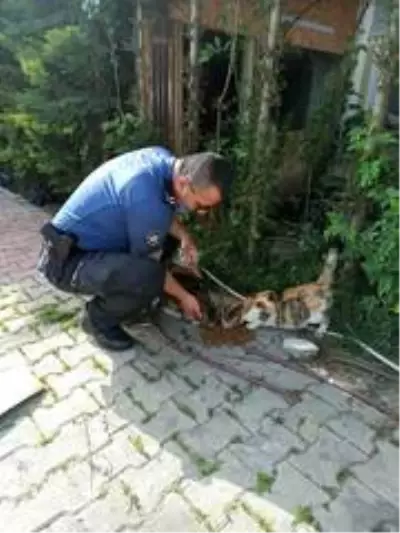 Bolu'da, polis ekipleri sokak hayvanlarını unutmadı Bolu'da, polis ekipleri sokak hayvanlarını unutmadı