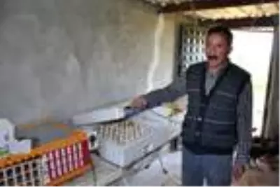 Doğa dostu muhtar yetiştirdiği keklikleri doğaya salıyor