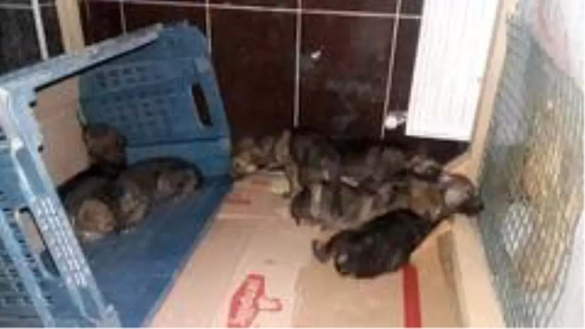 Kars'ta yavru kurtlar emin ellerde