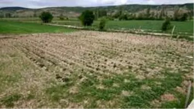 Kırağı karşısında çaresiz kalan üretici yardım bekliyor