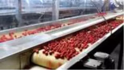 MANİSA Alaşehir’den kiraz ihracatı başladı