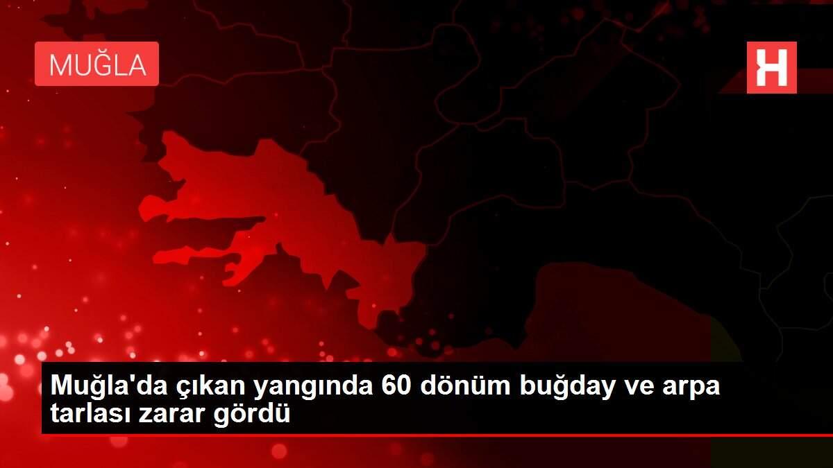Muğla'da çıkan yangında 60 dönüm buğday ve arpa tarlası zarar gördü