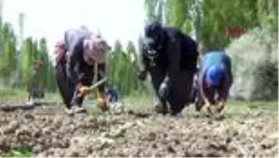 Niğde’de lahana ekim alanı arttı