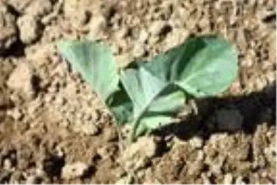 Niğde'de lahana ekim alanı arttı Niğde'de lahana ekim alanı arttı