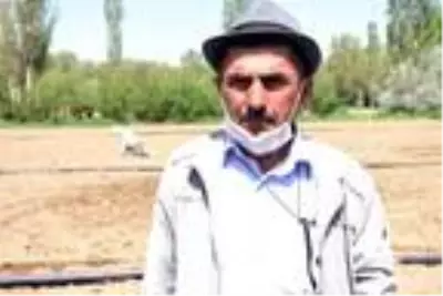 Niğde'de lahana ekim alanı arttı Niğde'de lahana ekim alanı arttı