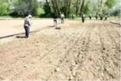 Niğde'de lahana ekim alanı arttı Niğde'de lahana ekim alanı arttı