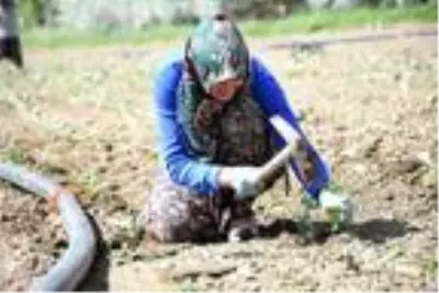Niğde'de lahana ekim alanı arttı Niğde'de lahana ekim alanı arttı