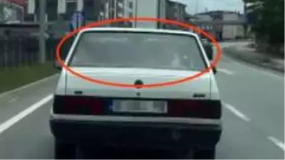 Otoyolda ilginç görüntü: Arabanın arka koltuğunda inek taşıdı