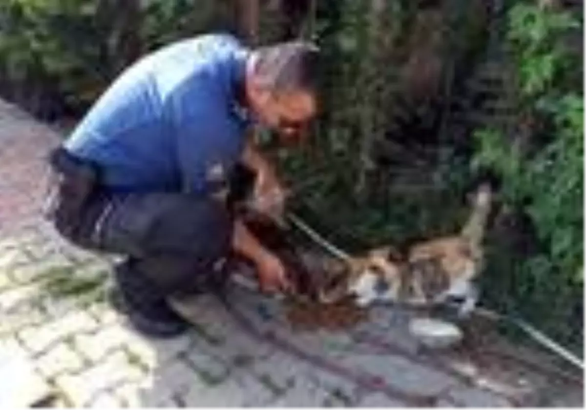 Polis, sokak hayvanlarını unutmadı